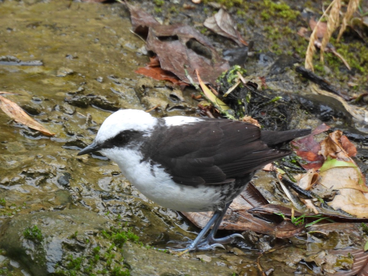 White-capped Dipper - ML642564834