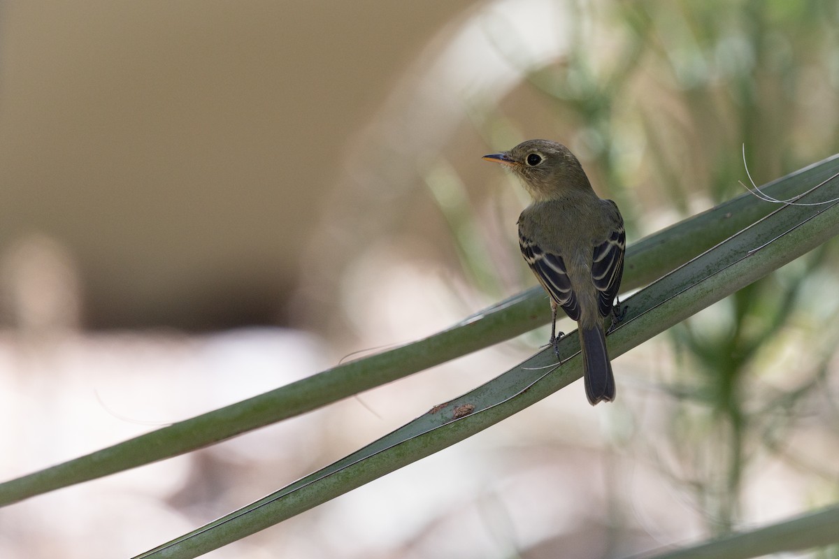 Western Flycatcher - ML642564842
