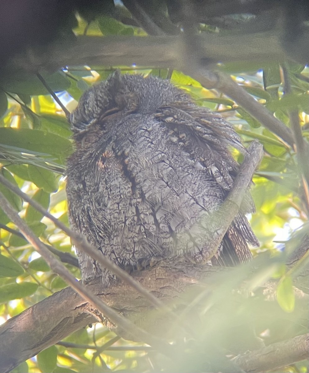 Flammulated Owl - ML642564844