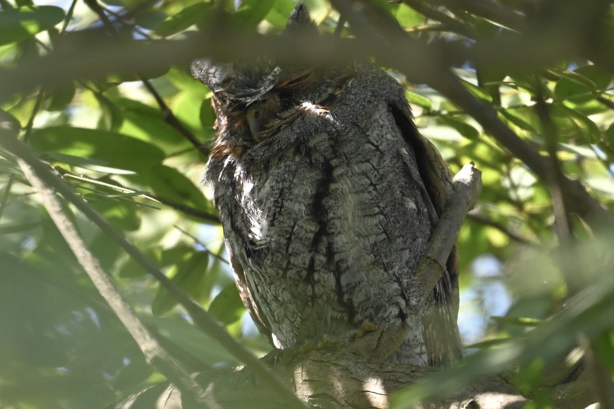 Flammulated Owl - ML642564849