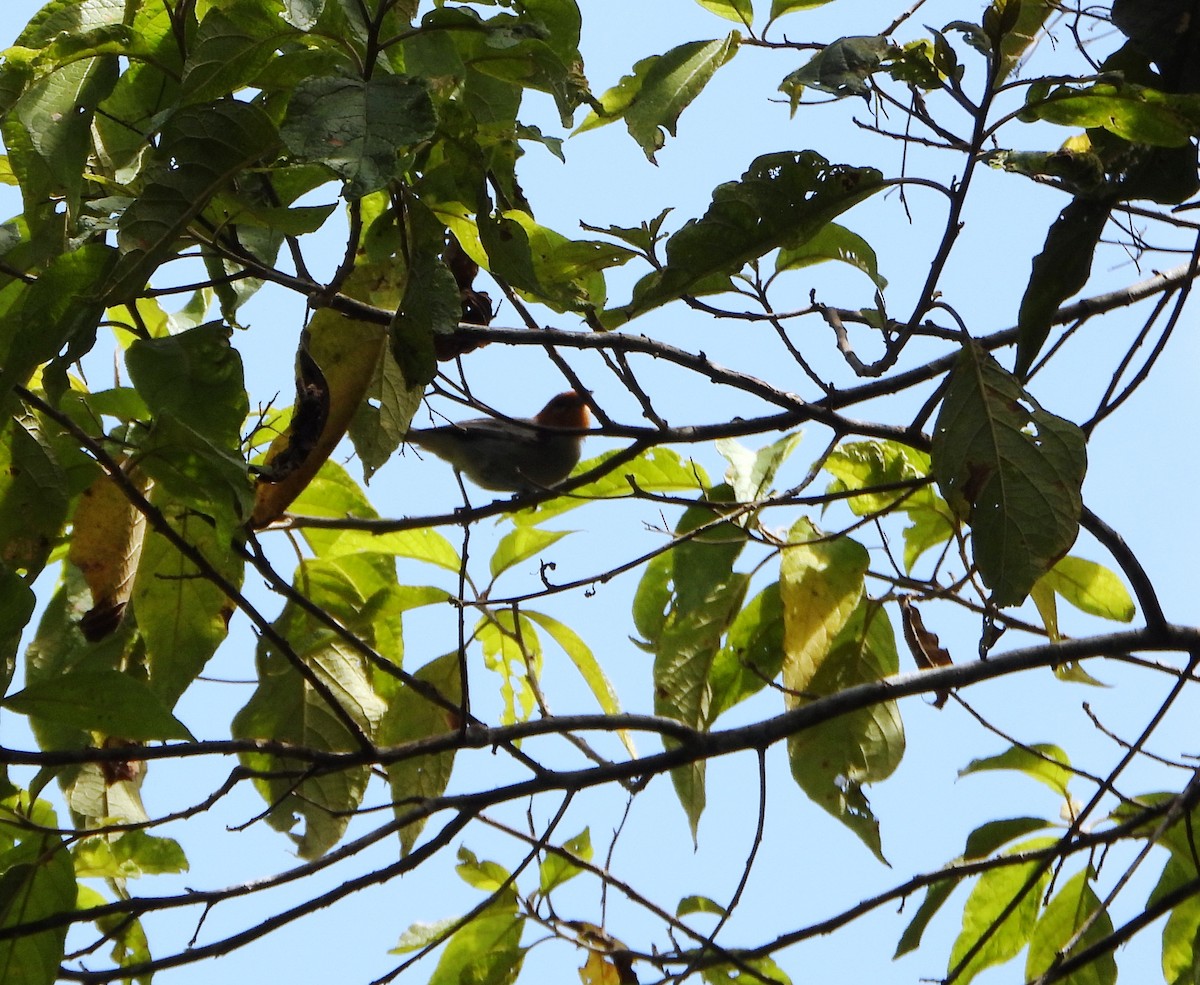 Fulvous-headed Tanager - ML642564860