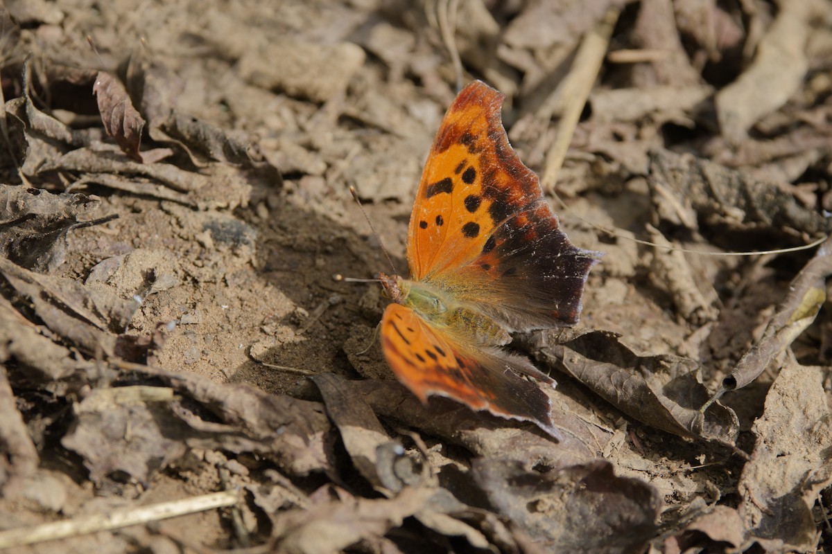 Question Mark - ML642564871