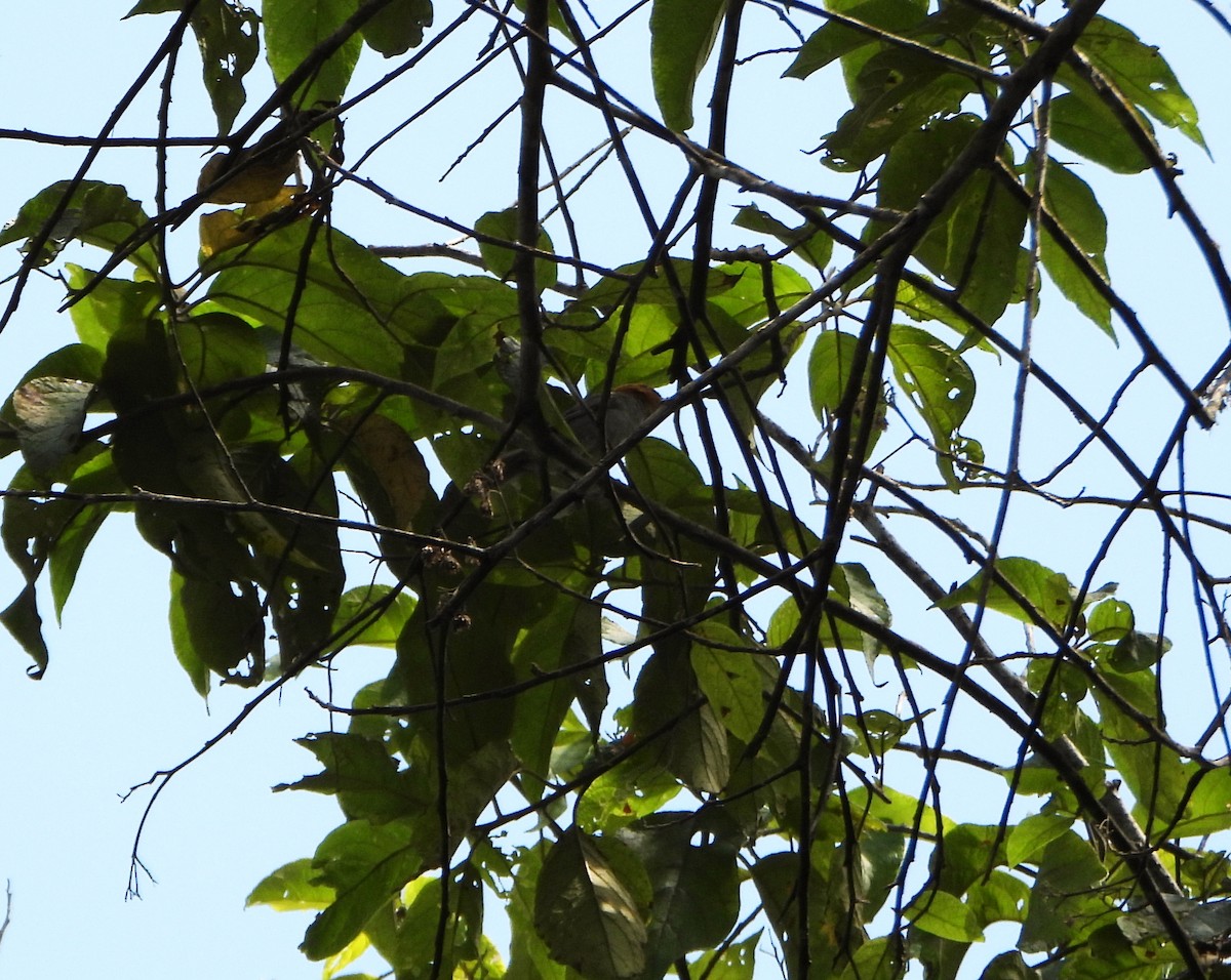 Fulvous-headed Tanager - ML642564882