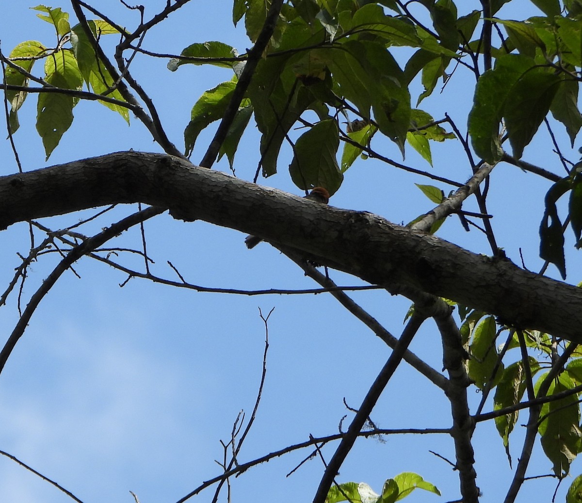 Fulvous-headed Tanager - ML642564883