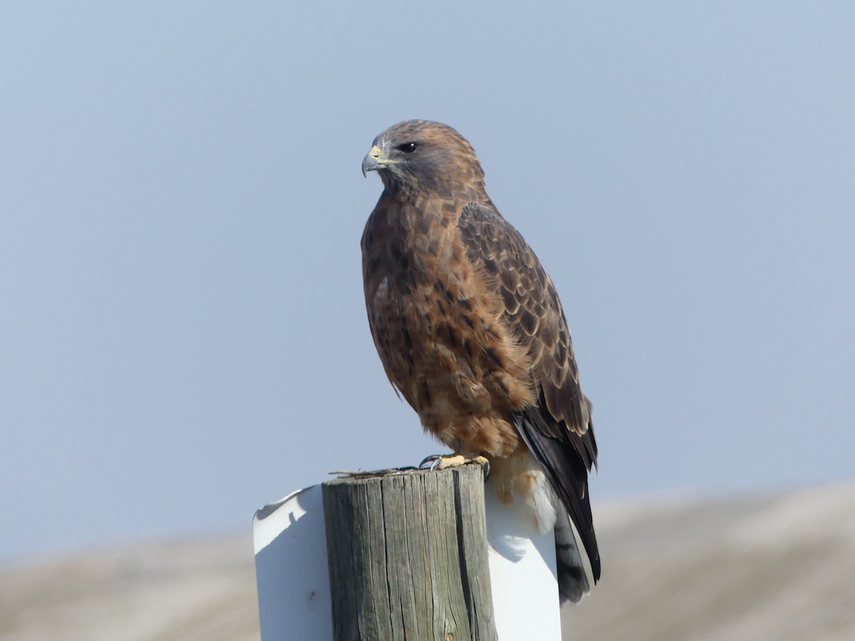 Swainson's Hawk - ML642564884