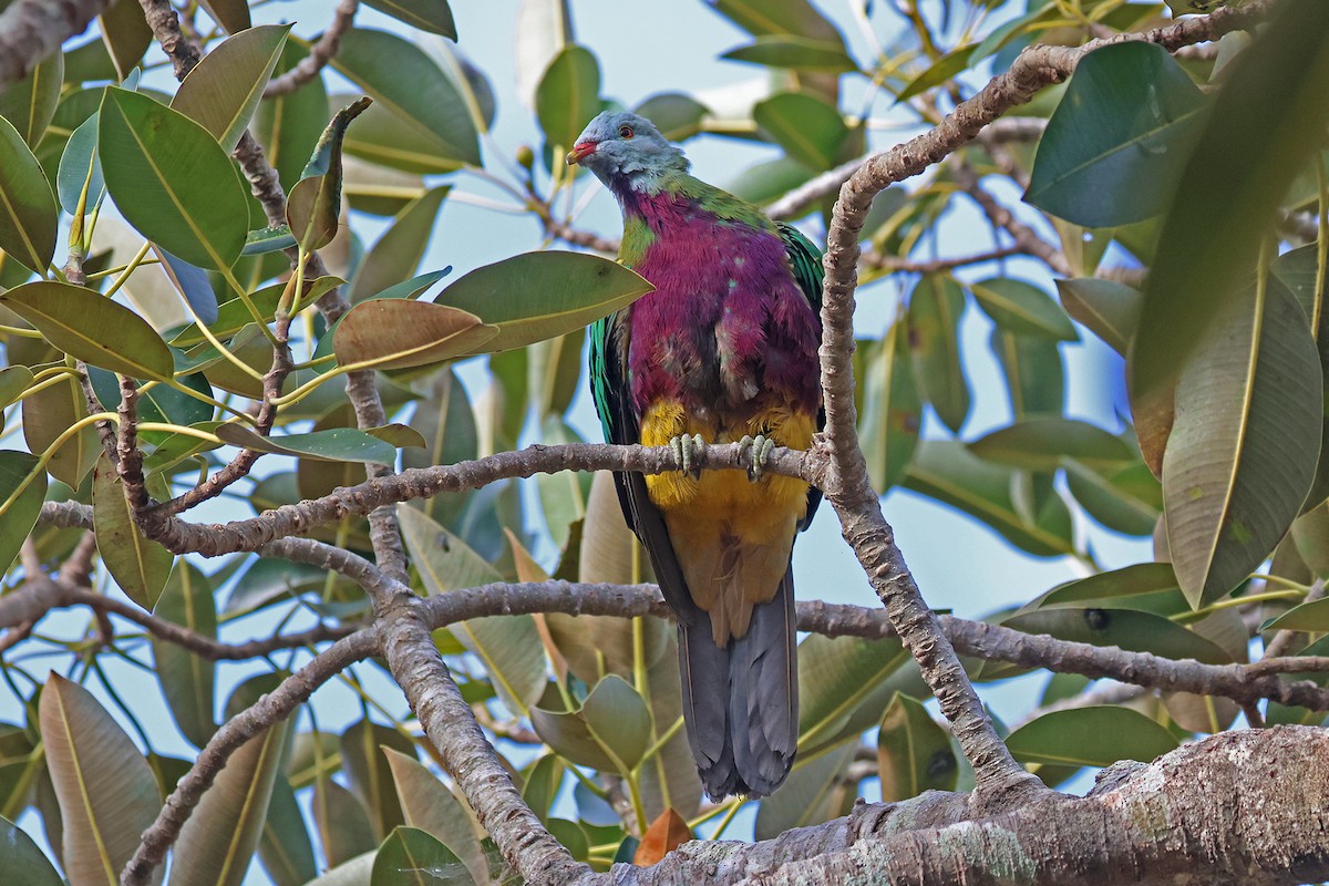 Wompoo Fruit-Dove - ML642564888
