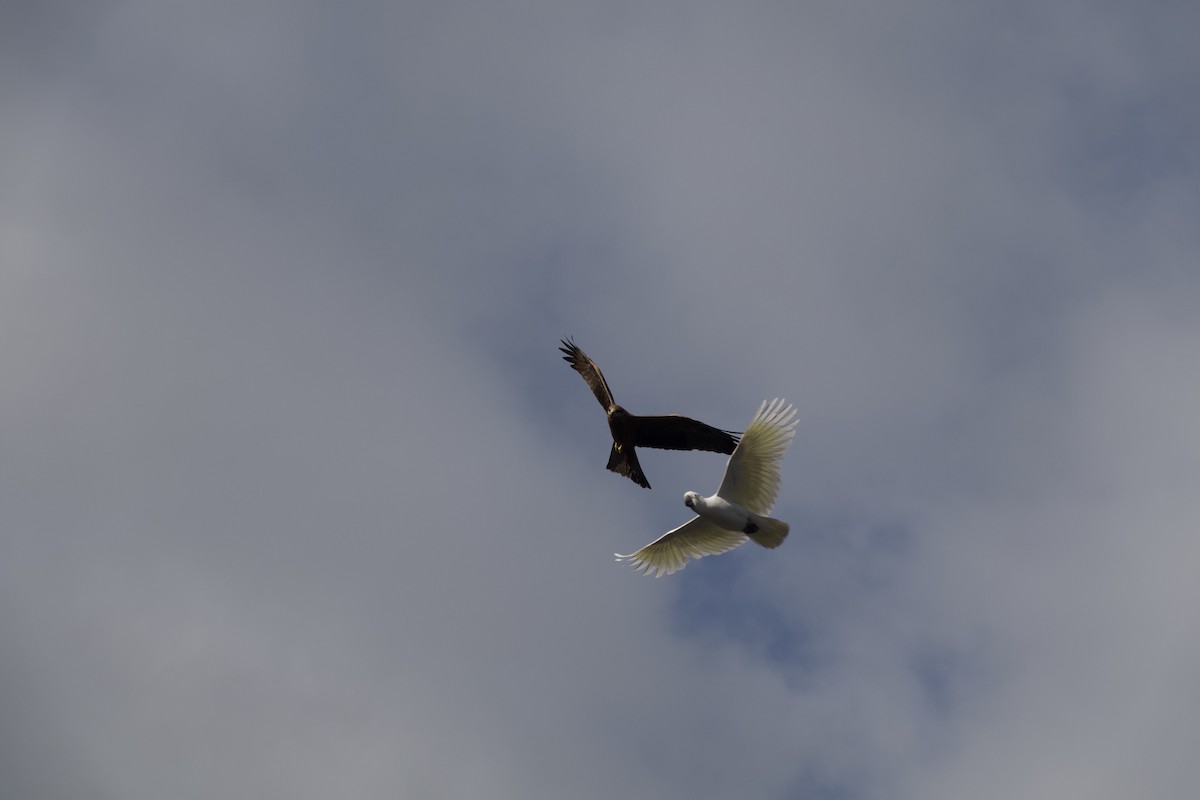 Black Kite - ML642564889