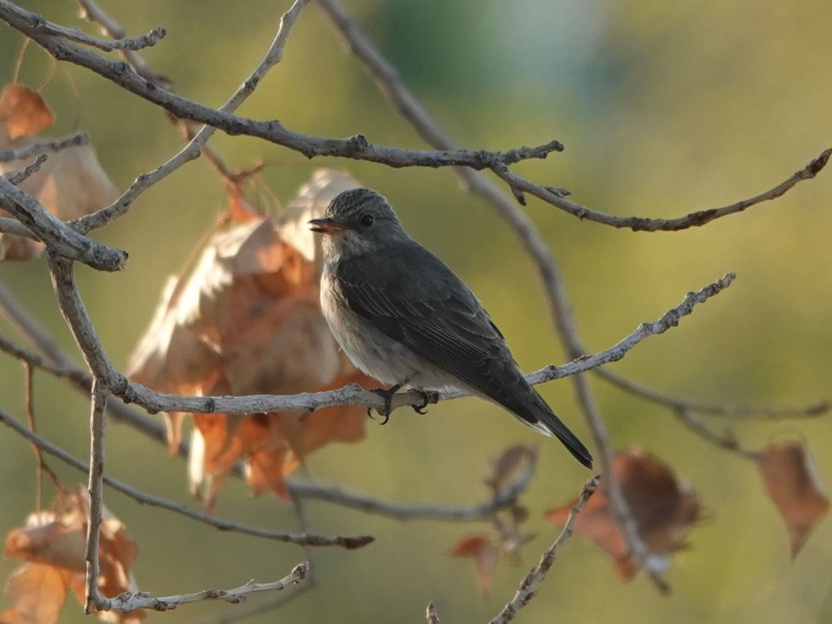 Spotted Flycatcher - ML642564943