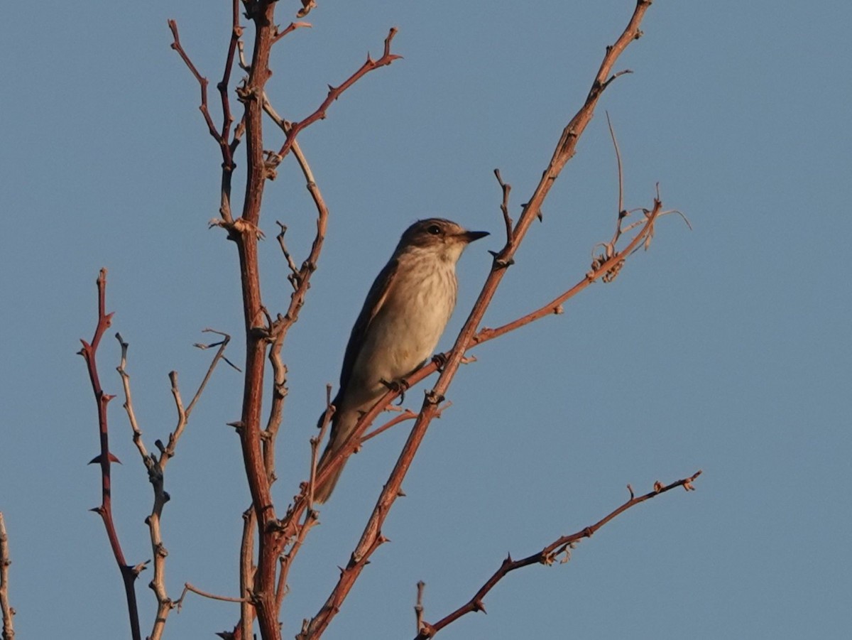 Spotted Flycatcher - ML642564944