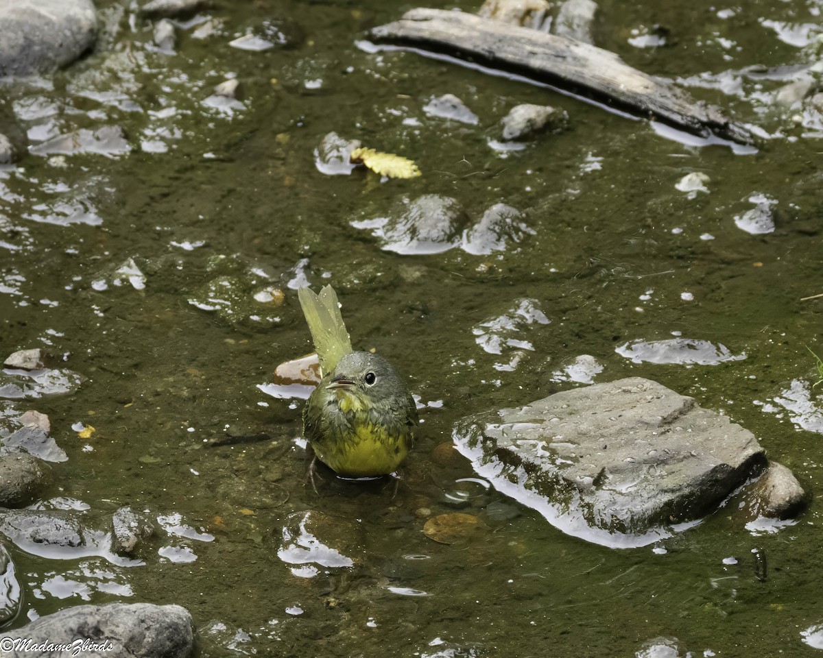 Mourning Warbler - ML642564955