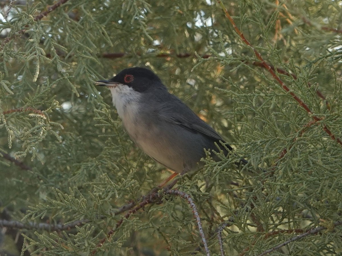 Sardinian Warbler - ML642564958