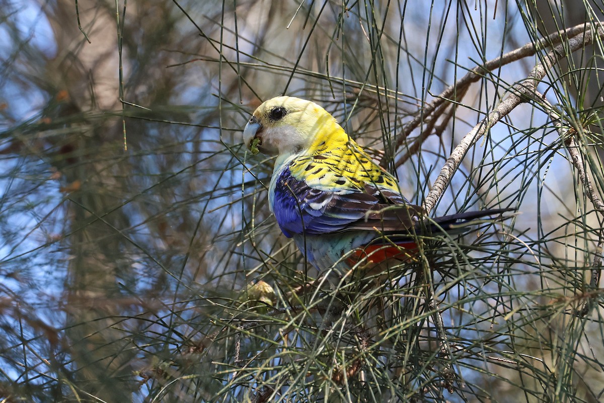 Pale-headed Rosella - ML642564962