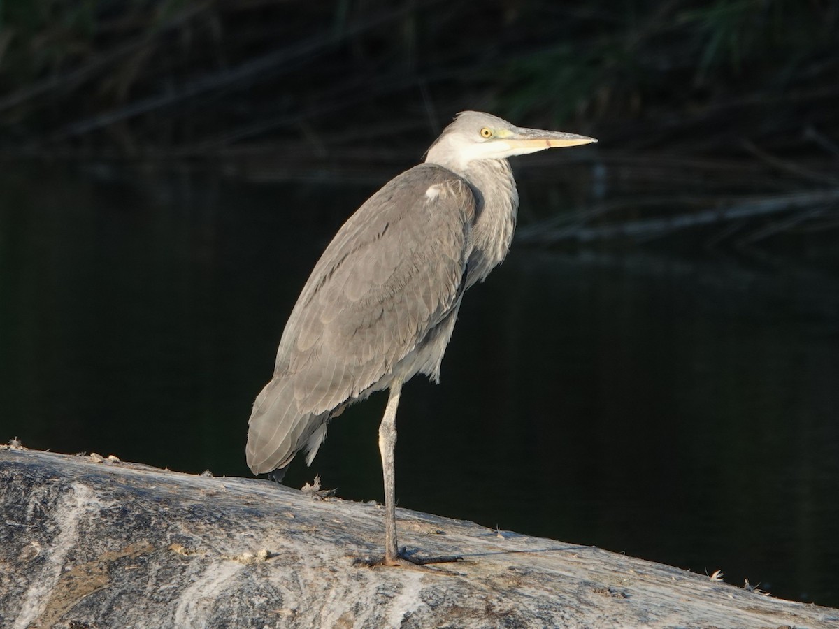 Gray Heron - ML642564978