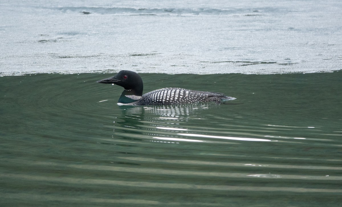 Common Loon - ML642564979