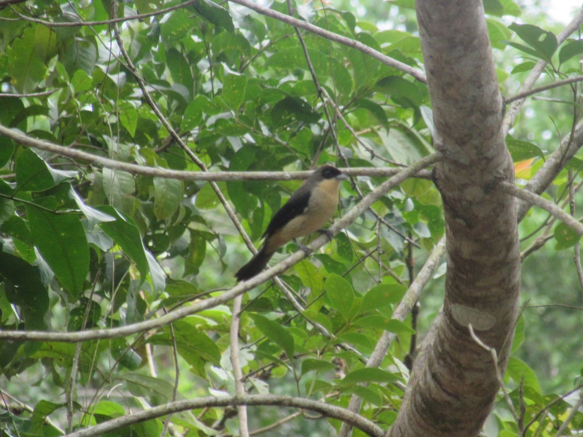 Black-goggled Tanager - ML642564981
