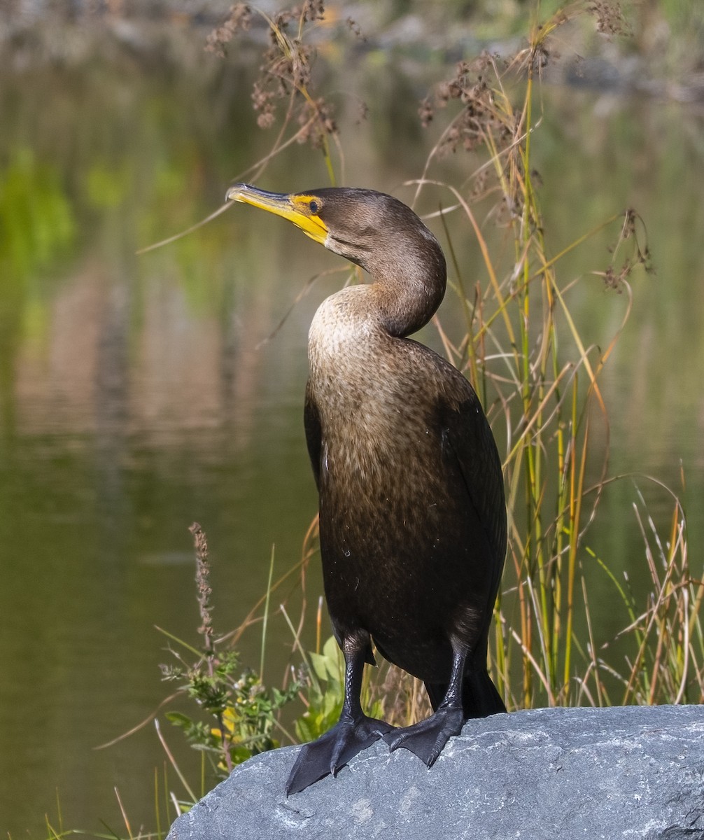 Double-crested Cormorant - ML642564985