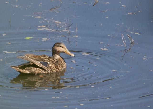 Mexican Duck - ML642565009