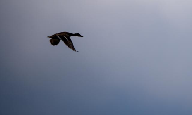 Mexican Duck - ML642565010