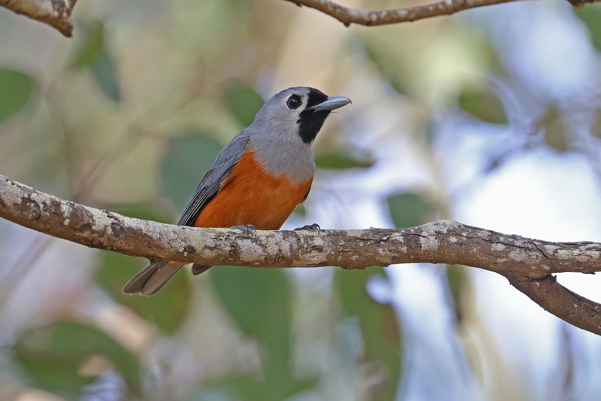 Black-faced Monarch - ML642565015