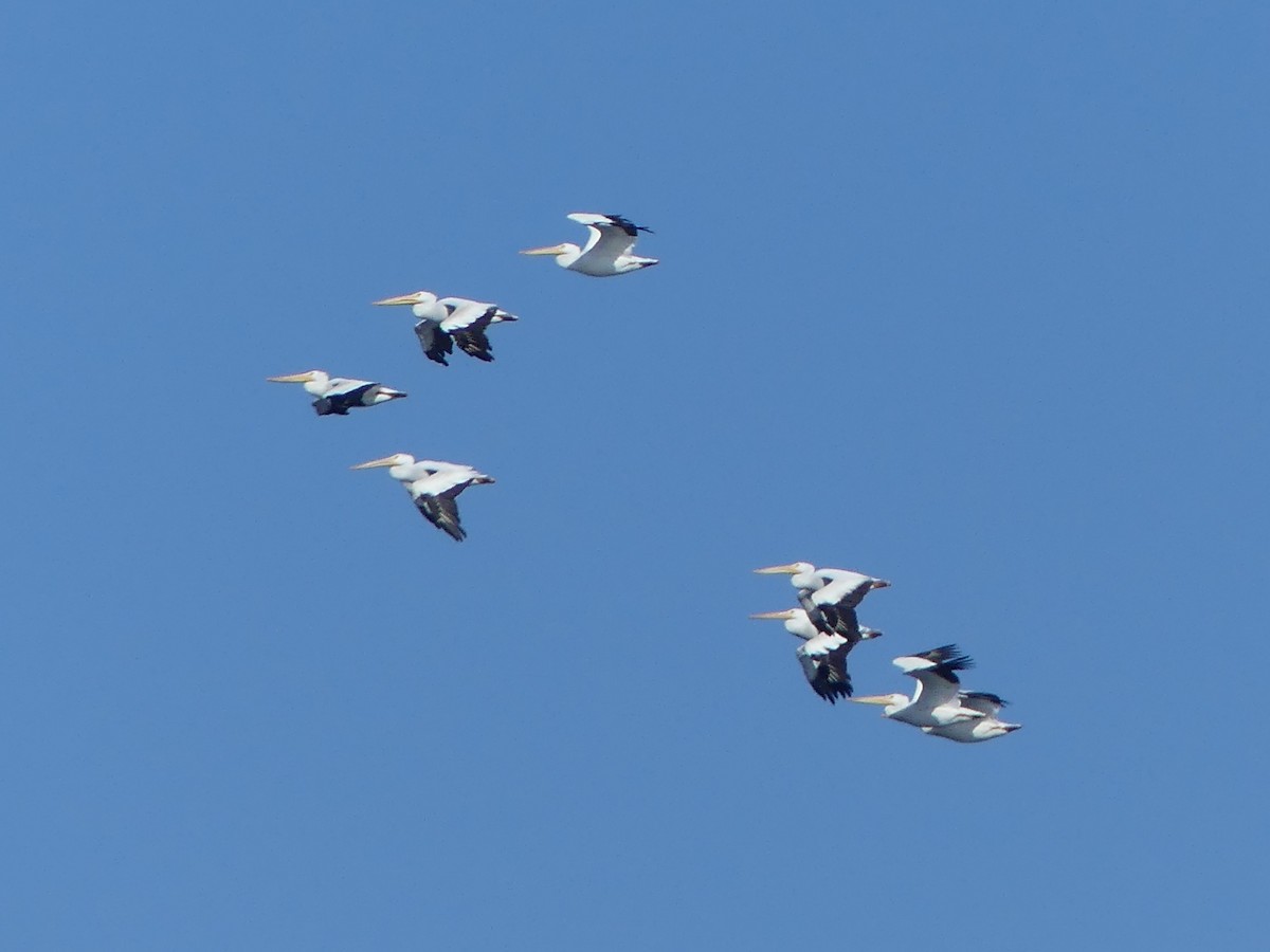 American White Pelican - ML642565040