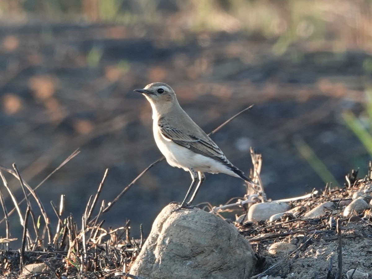 Northern Wheatear - ML642565057