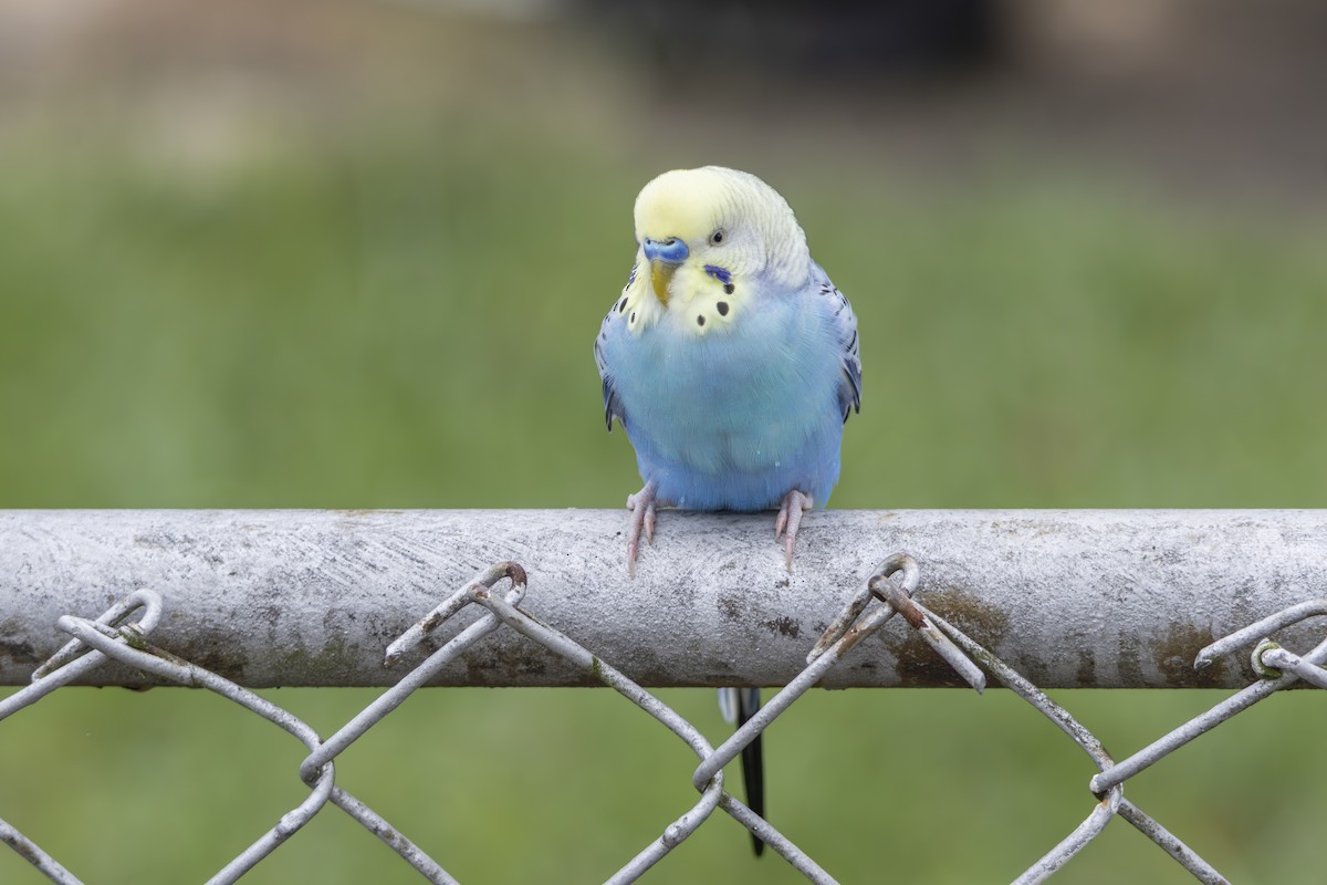 Budgerigar (Domestic type) - ML642565075