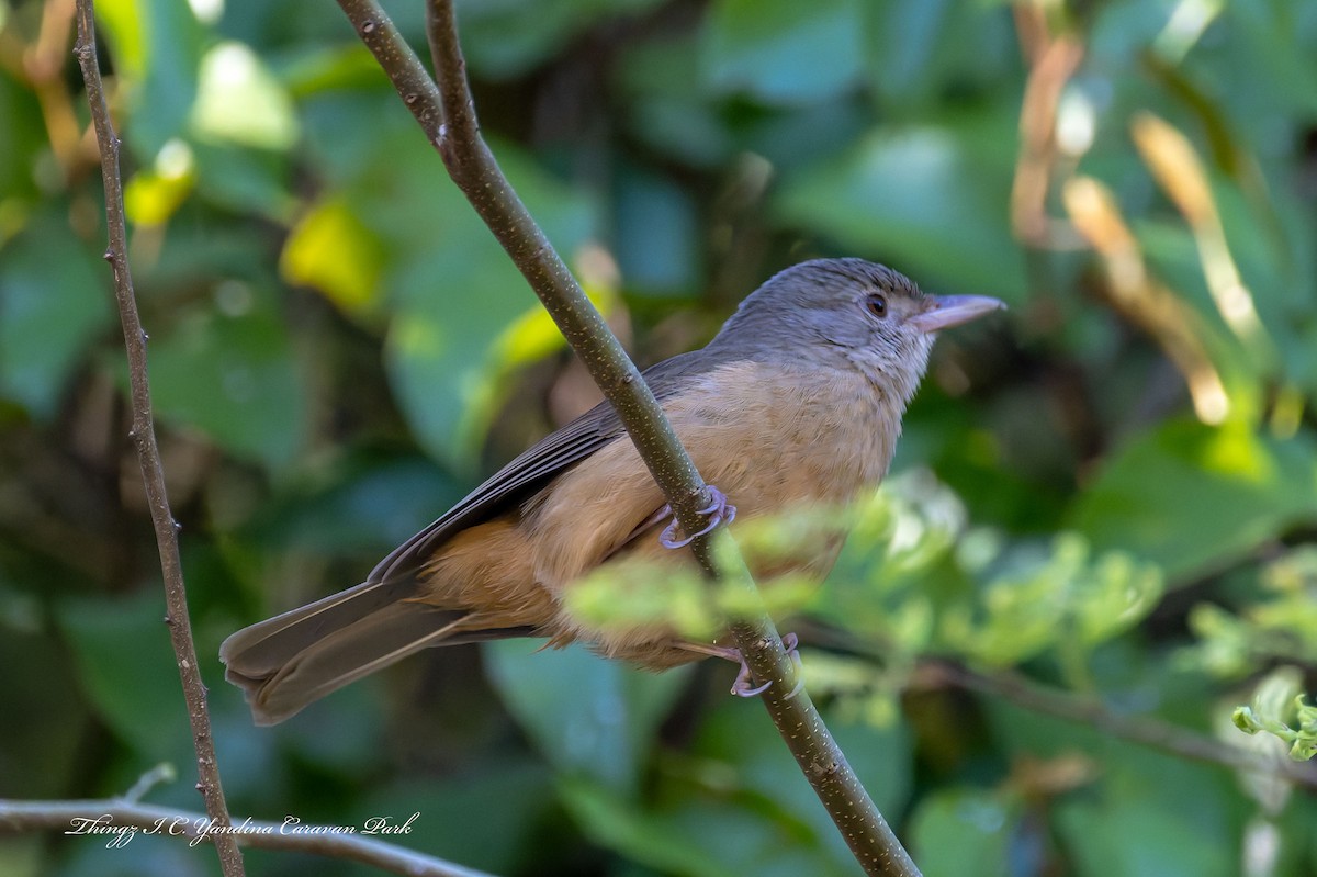 Rufous Shrikethrush - ML642565082