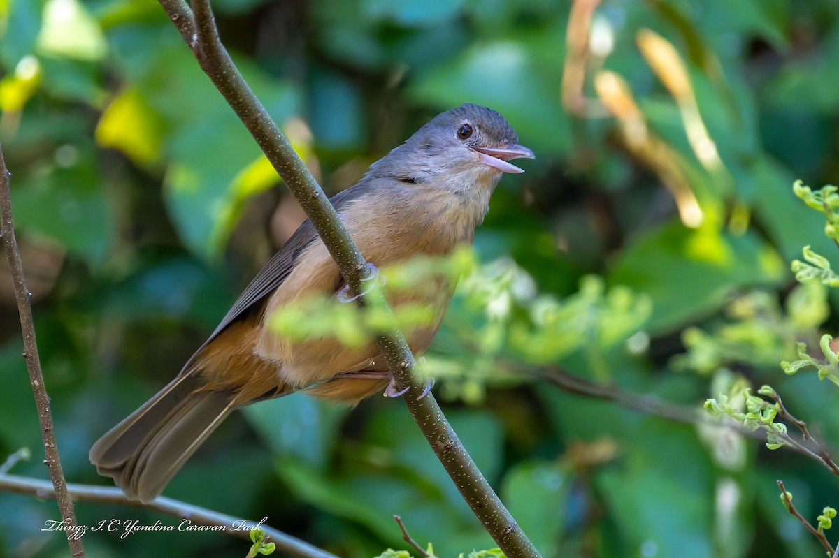 Rufous Shrikethrush - ML642565083