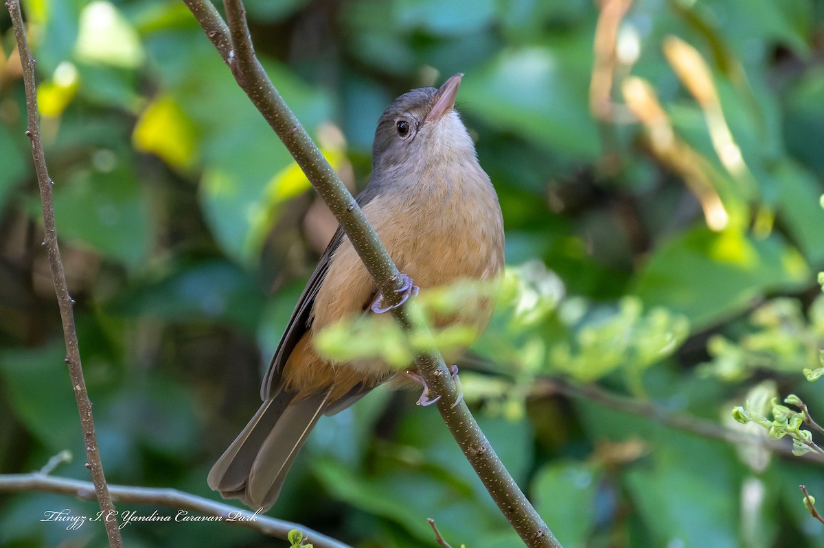 Rufous Shrikethrush - ML642565084