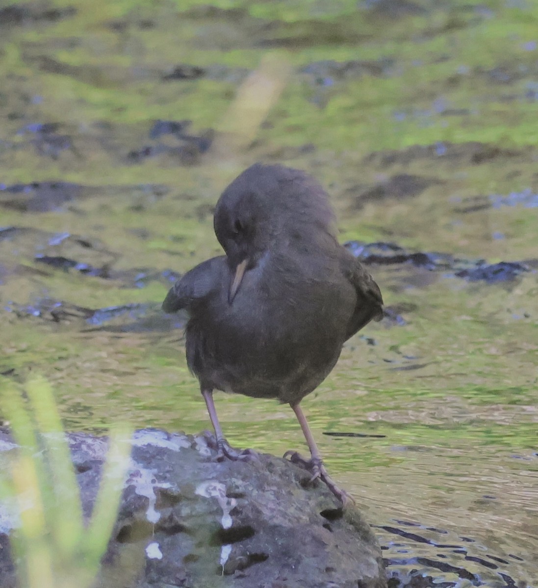American Dipper - ML642565085