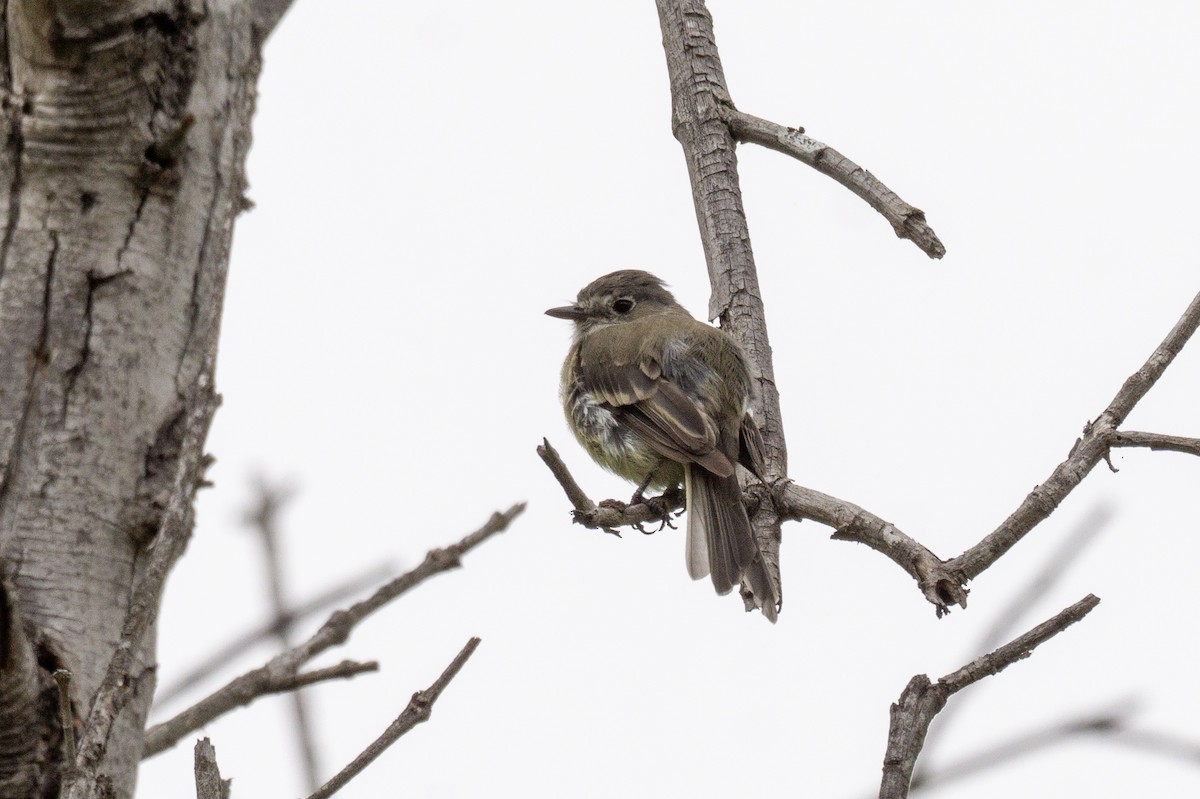 Dusky Flycatcher - ML642565088