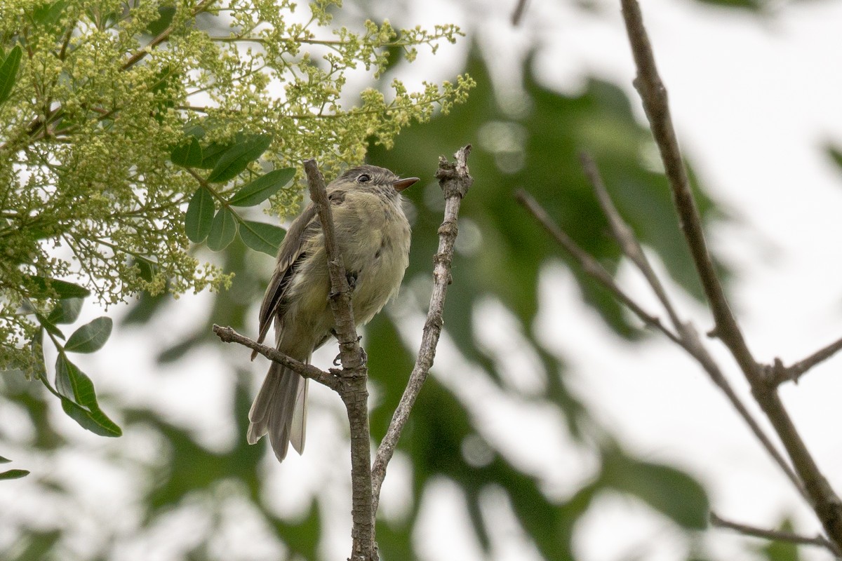 Dusky Flycatcher - ML642565089