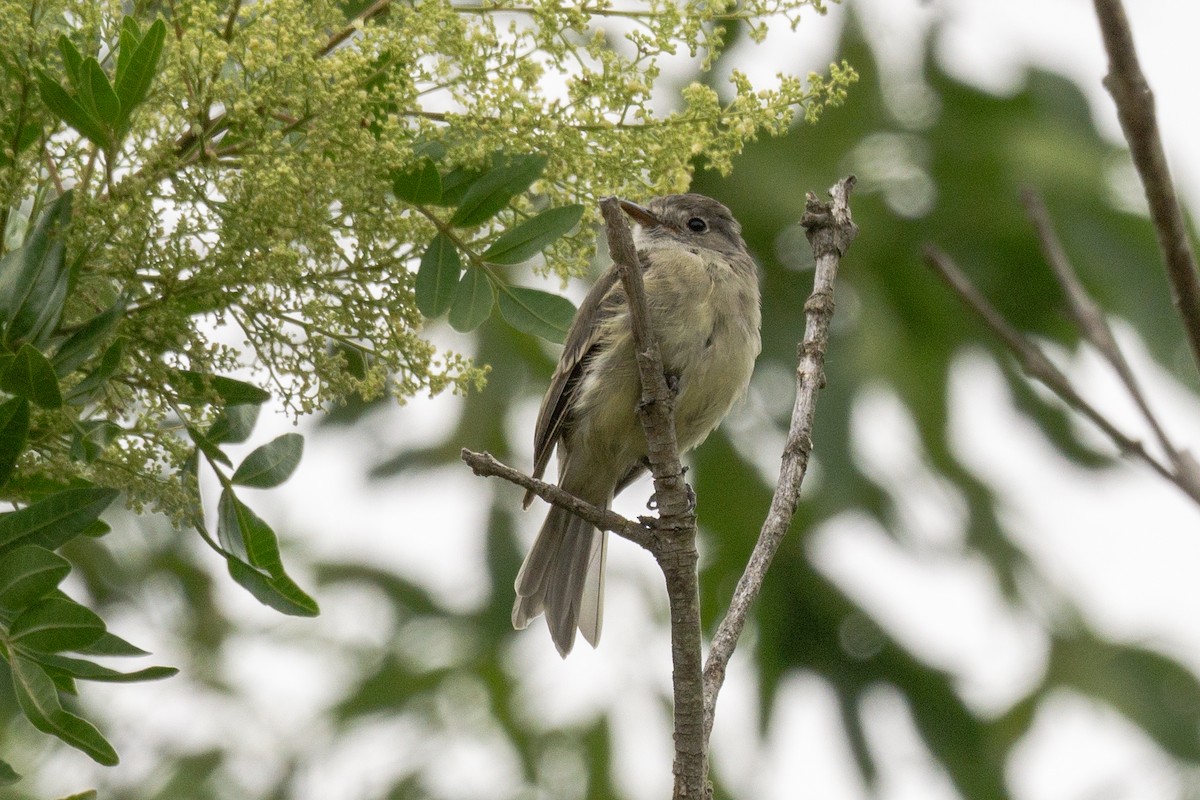 Dusky Flycatcher - ML642565090