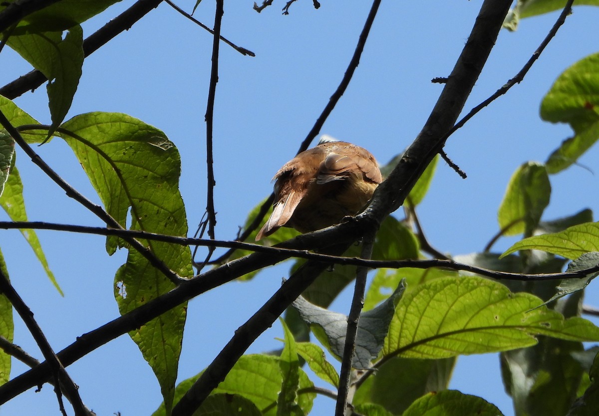 Chestnut-crowned Becard - ML642565094