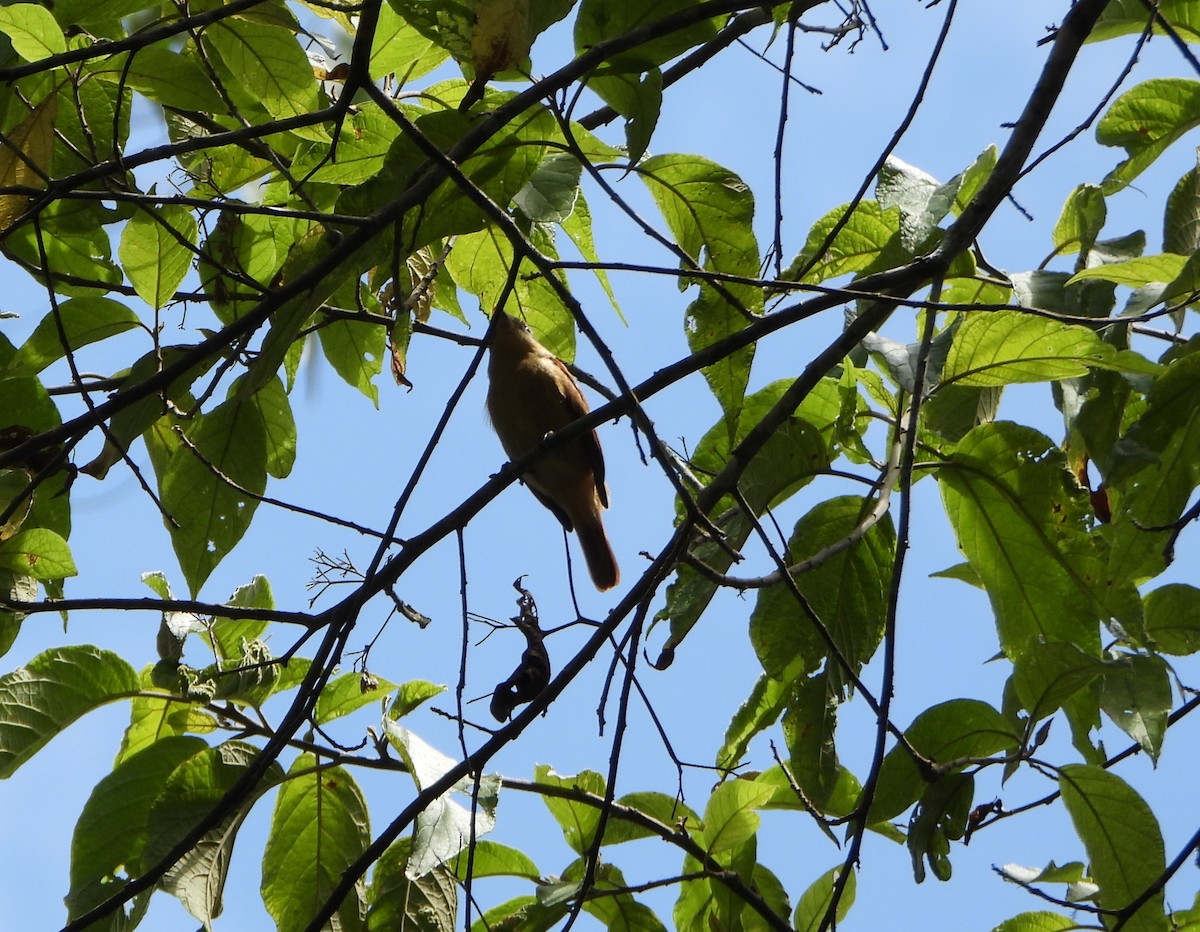 Chestnut-crowned Becard - ML642565097