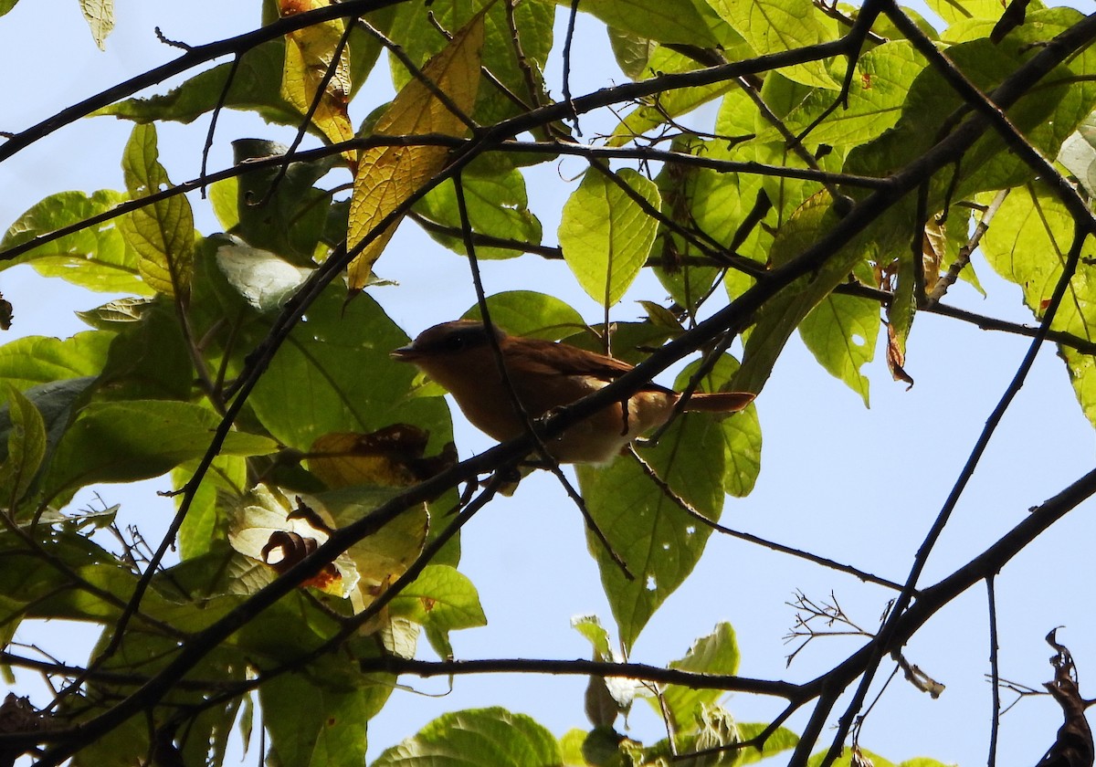 Chestnut-crowned Becard - ML642565099