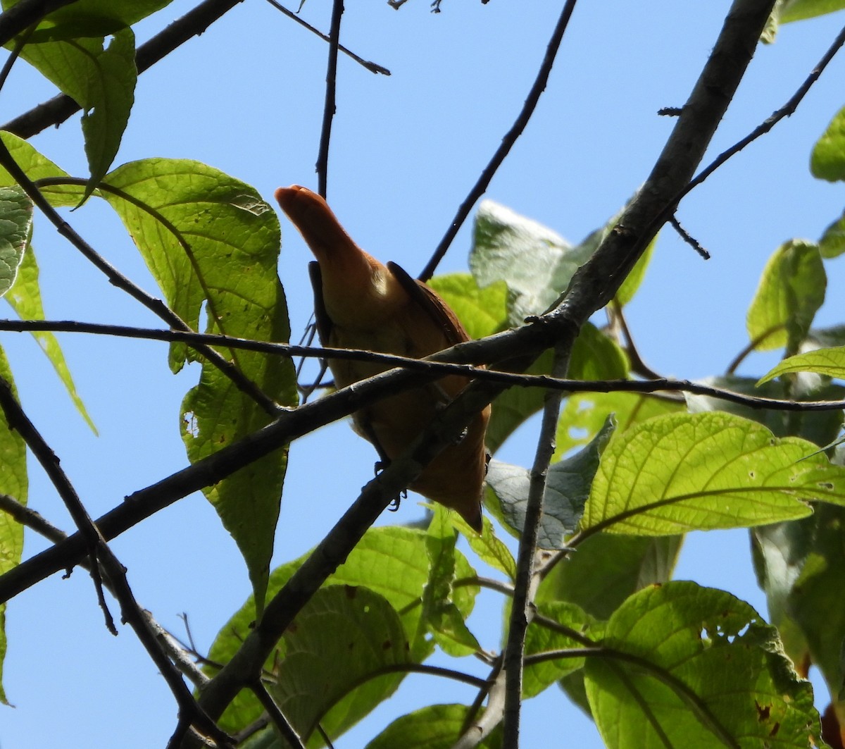 Chestnut-crowned Becard - ML642565100