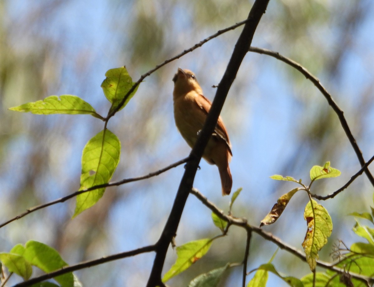 Chestnut-crowned Becard - ML642565101