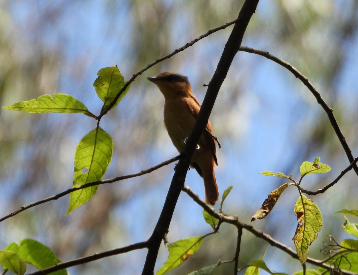 Chestnut-crowned Becard - ML642565102