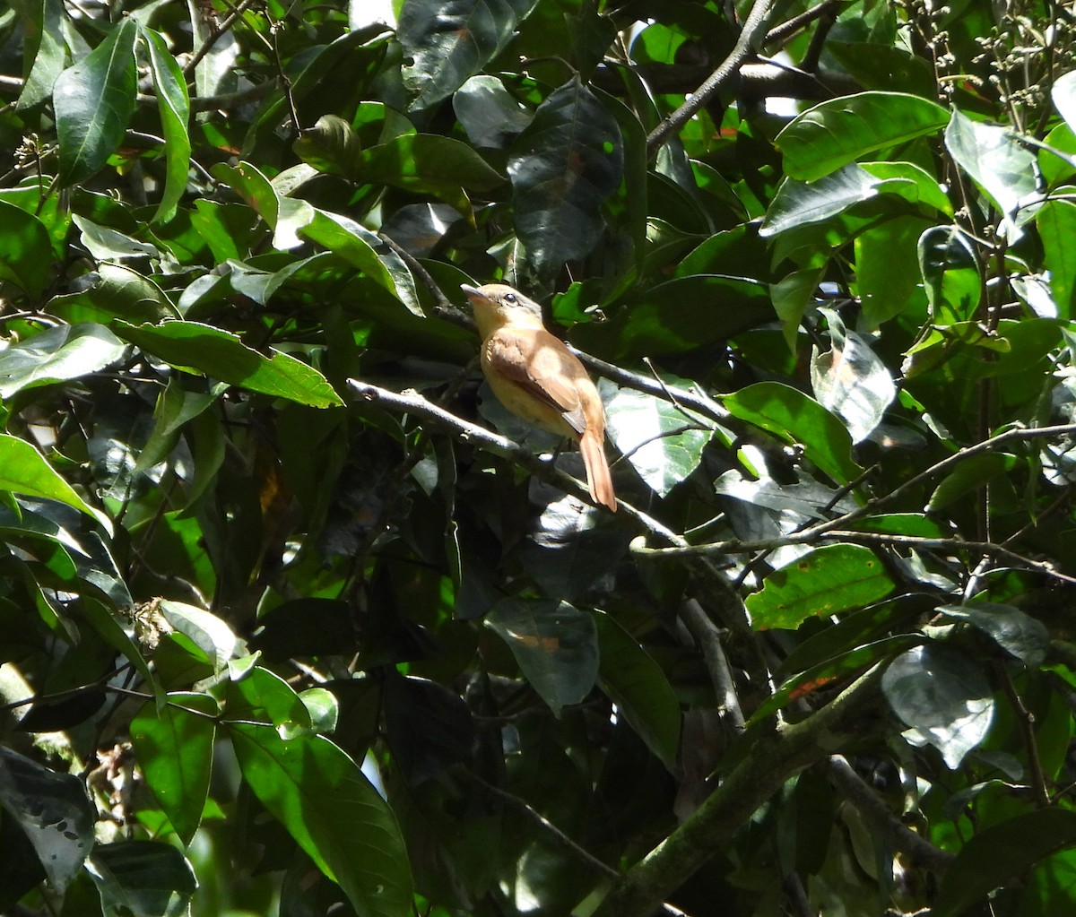 Chestnut-crowned Becard - ML642565103