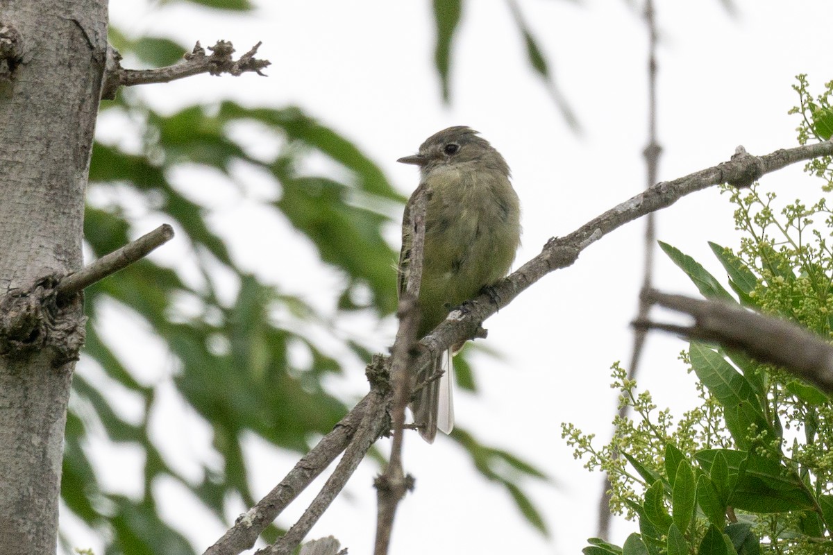 Dusky Flycatcher - ML642565123
