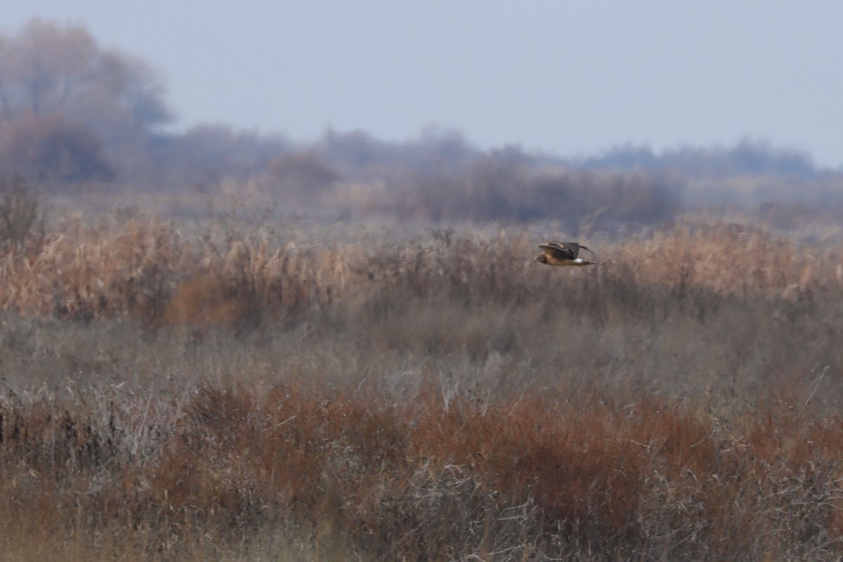 Northern Harrier - ML642565129