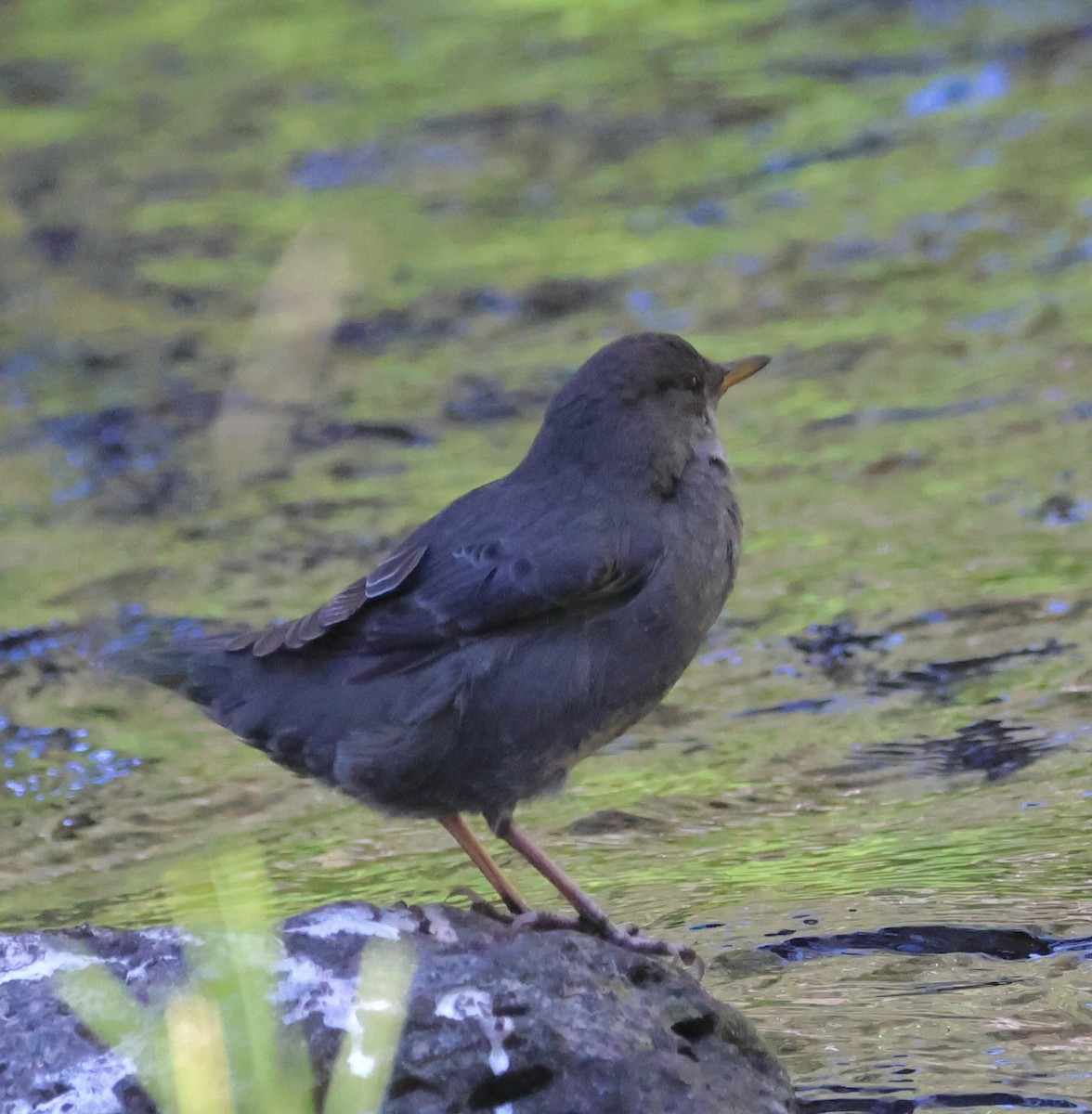 American Dipper - ML642565147
