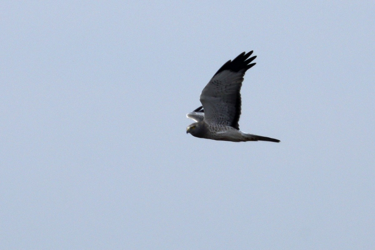 Northern Harrier - ML642565168
