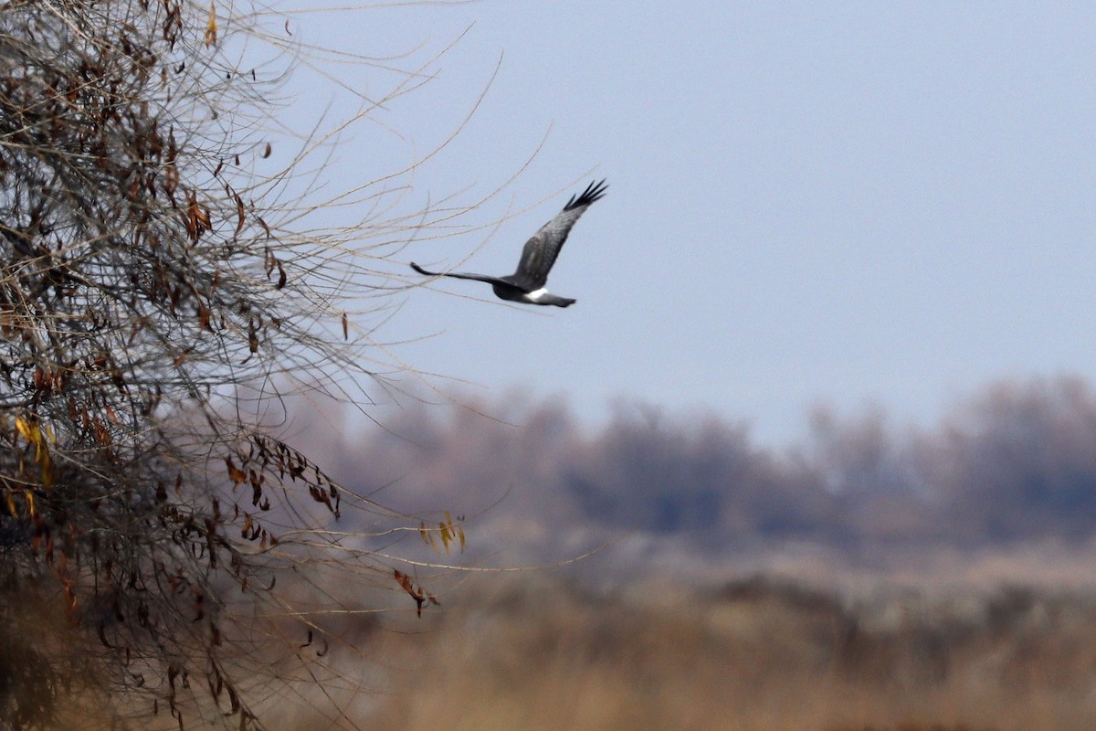Northern Harrier - ML642565176