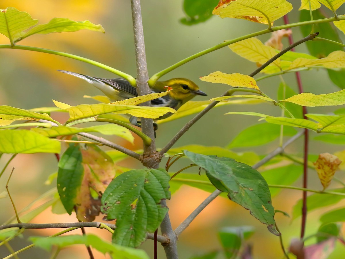 Black-throated Green Warbler - ML642565182