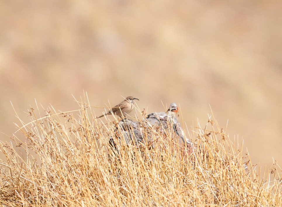 Scale-throated Earthcreeper - ML642565211