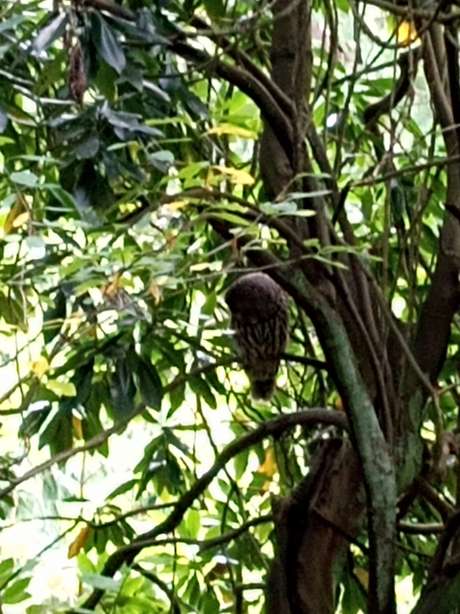 Barred Owl - ML642565217