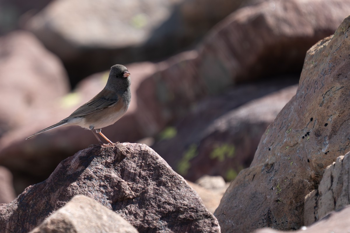 Dark-eyed Junco (Pink-sided) - ML642565269