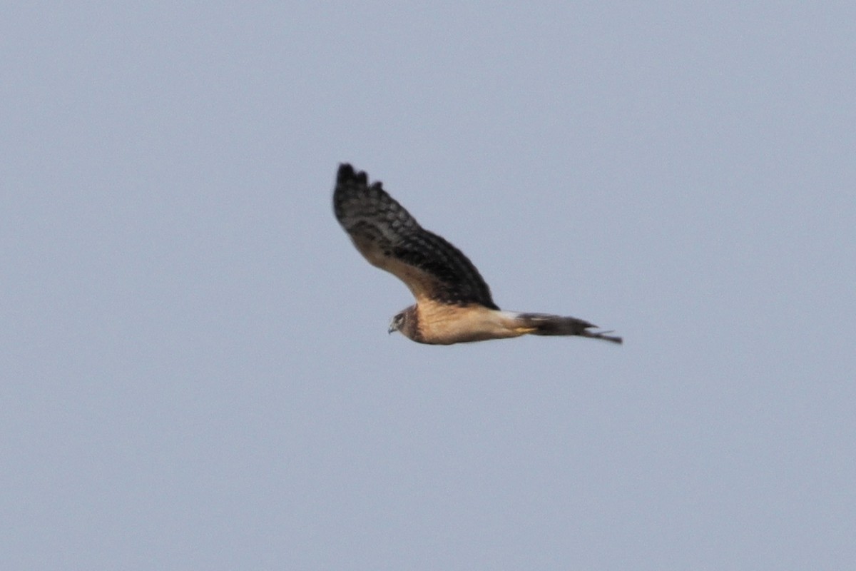 Northern Harrier - ML642565331